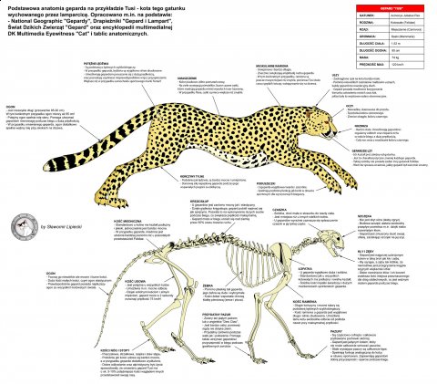 Gepard - anatomia